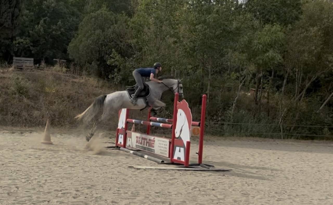 Hongre Anglo-arabe souche hongroise, 6 ans