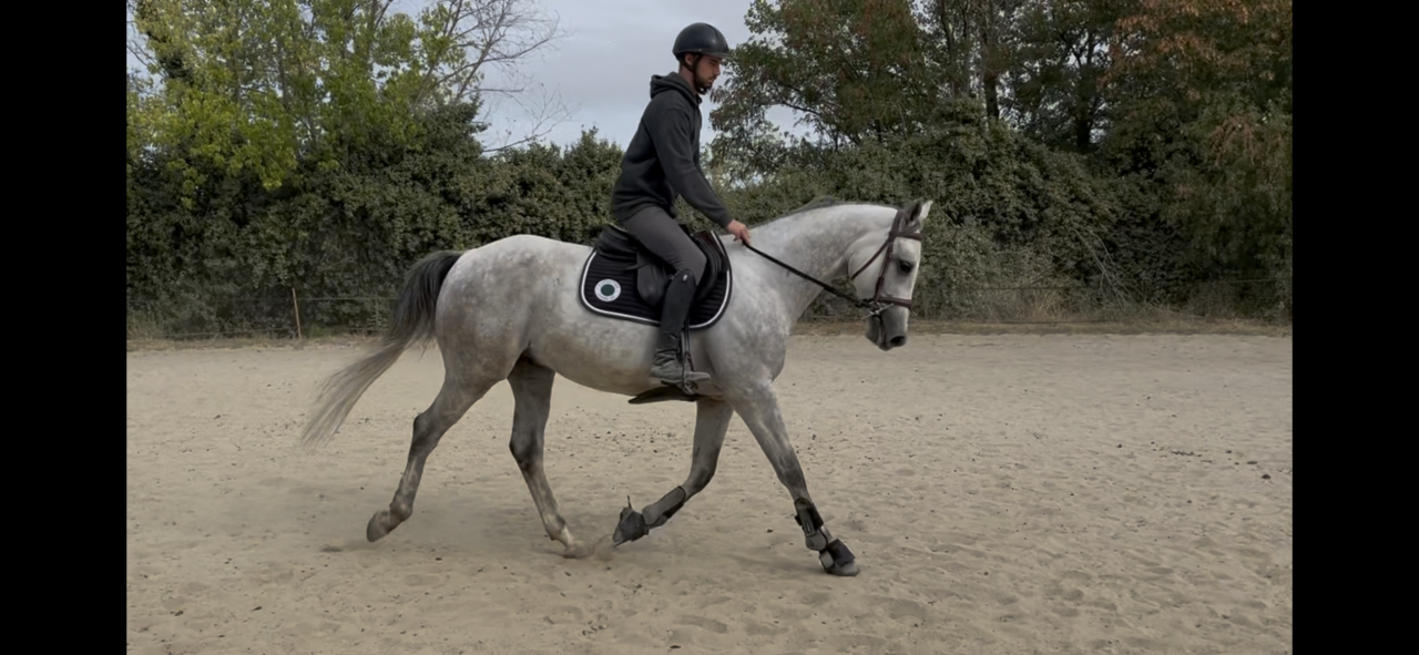 Hongre Anglo-arabe souche hongroise, 6 ans