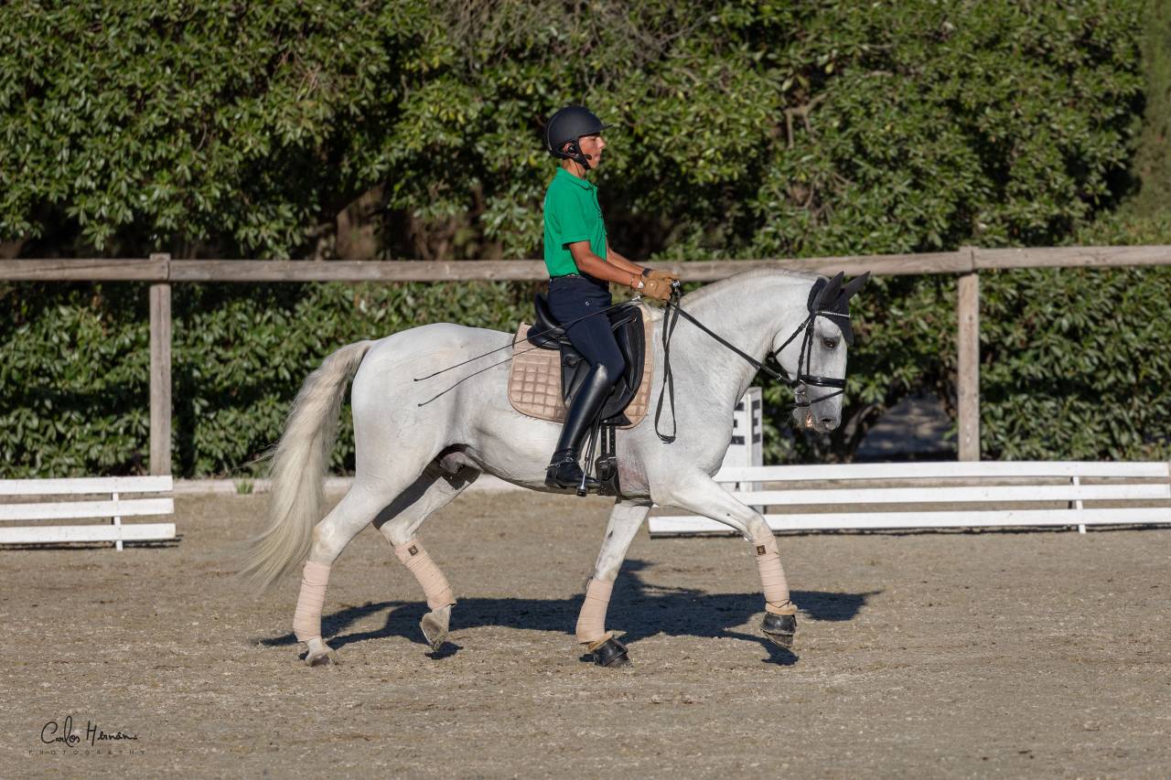 Lusitano Gelding with excellent character