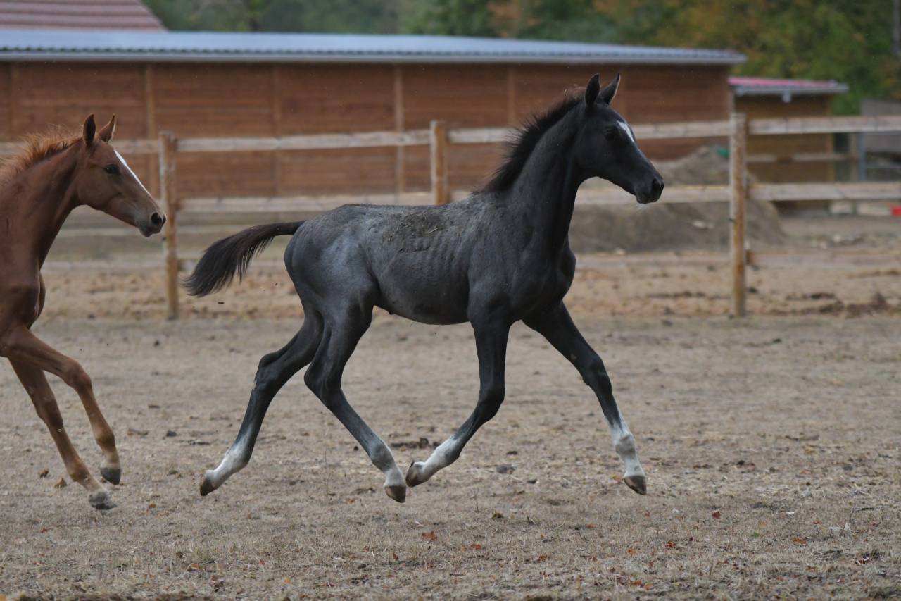 Foal m&acirc;le par Mosito Van Het Hellehof et Jolie Girl DKS