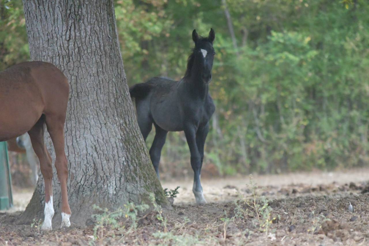 Foal m&acirc;le par Mosito Van Het Hellehof et Jolie Girl DKS