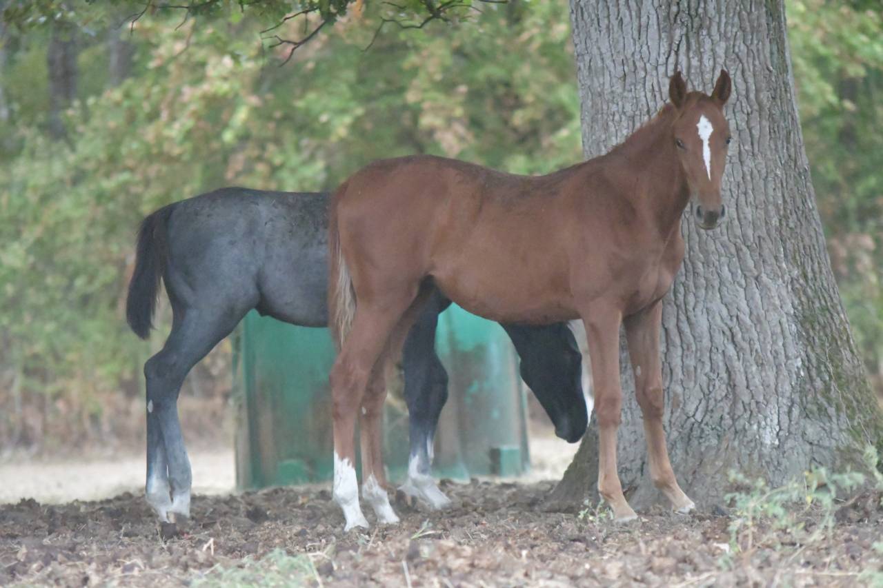 Foal femelle par Ecclestone Z X Corland VDL 