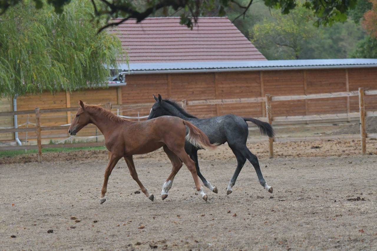 Foal femelle par Ecclestone Z X Corland VDL 