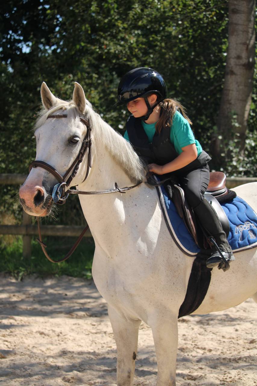 Hongre PFS 12 ans 