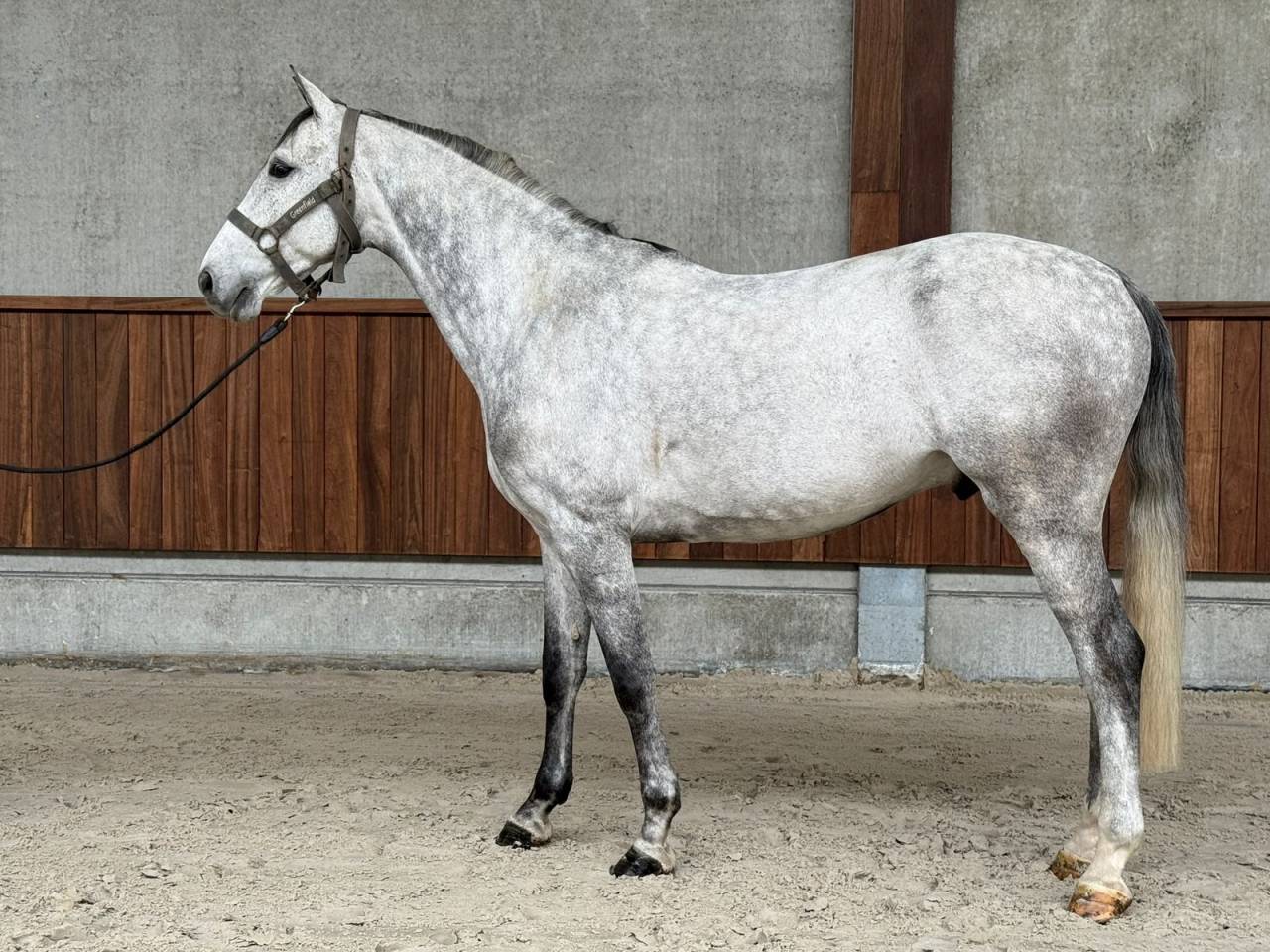 6-Year-Old Grey Show Jumper