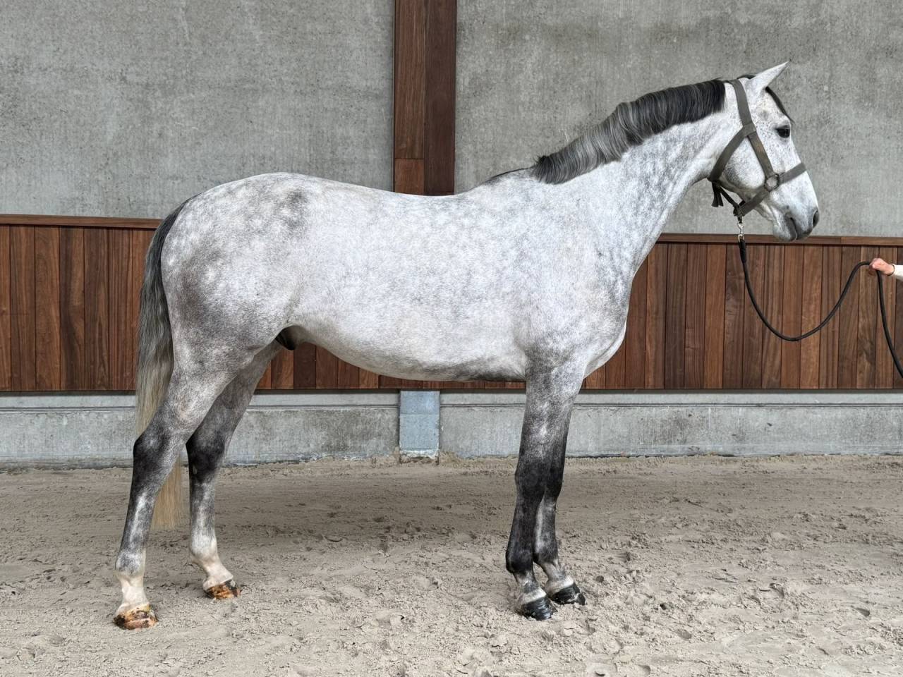 6-Year-Old Grey Show Jumper