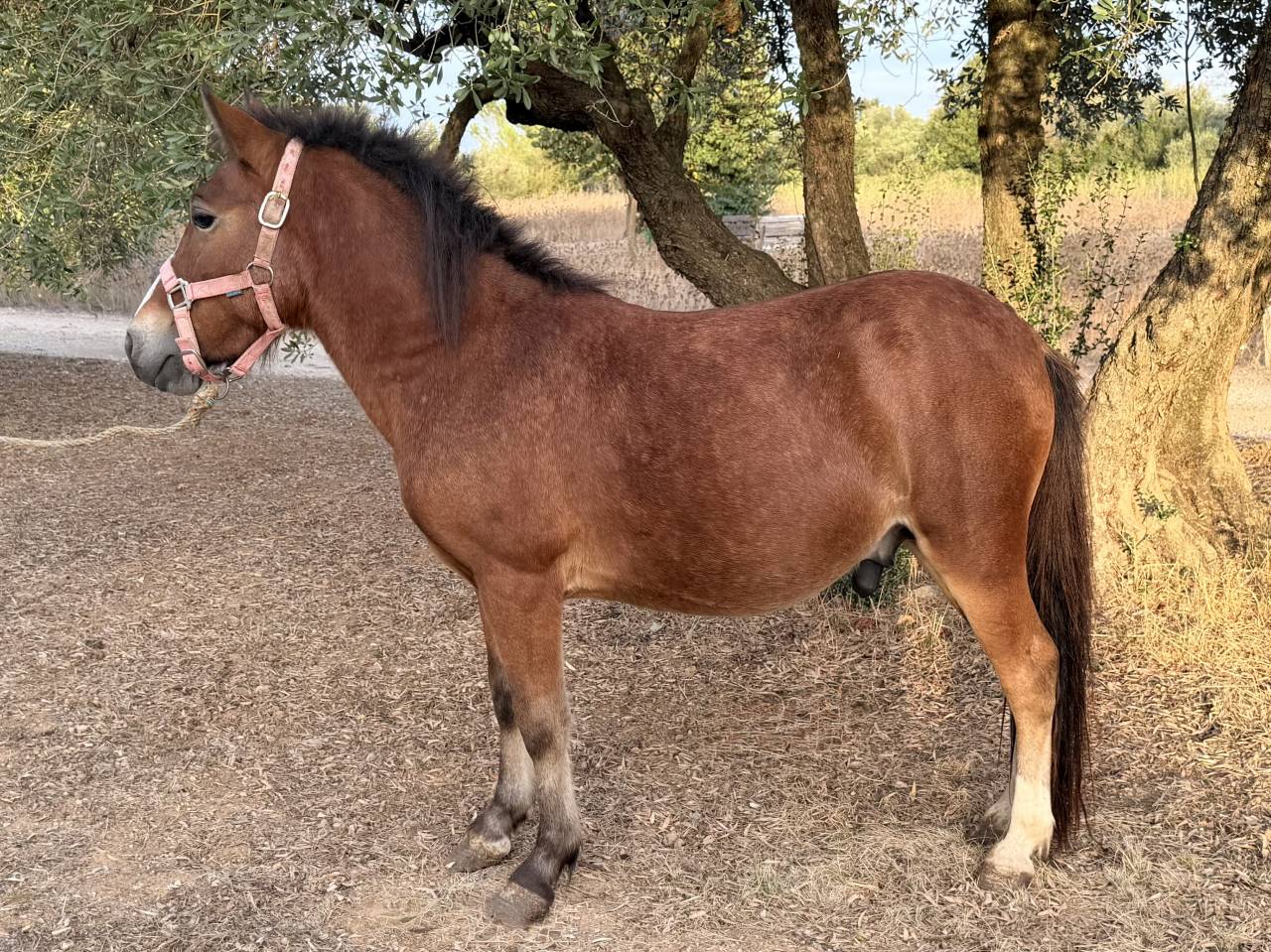 Poney entier 