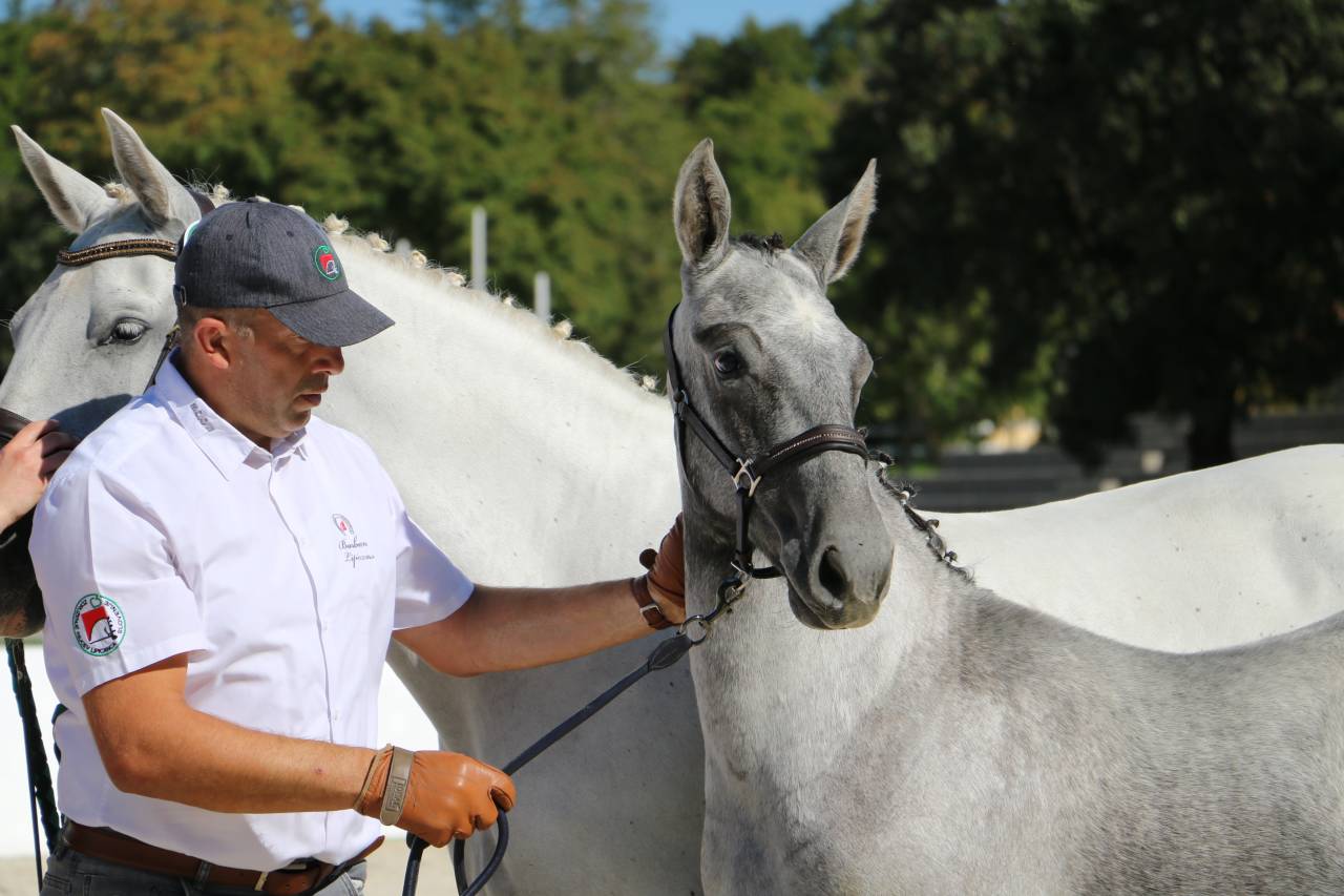 Deux magnifiques poulains Lipizzans &agrave; vendre &ndash; Maestoso