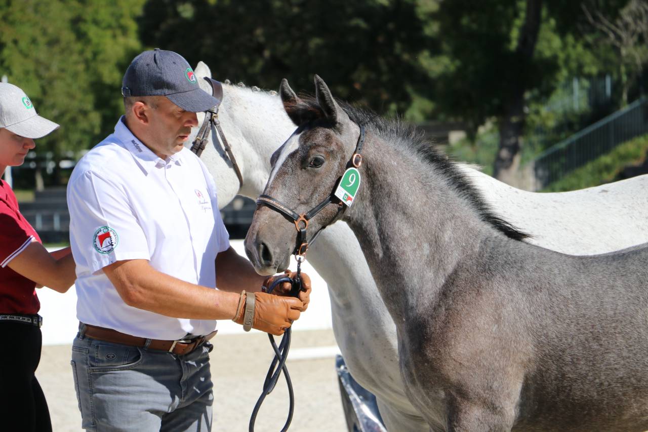 Deux magnifiques poulains Lipizzans &agrave; vendre &ndash; Maestoso
