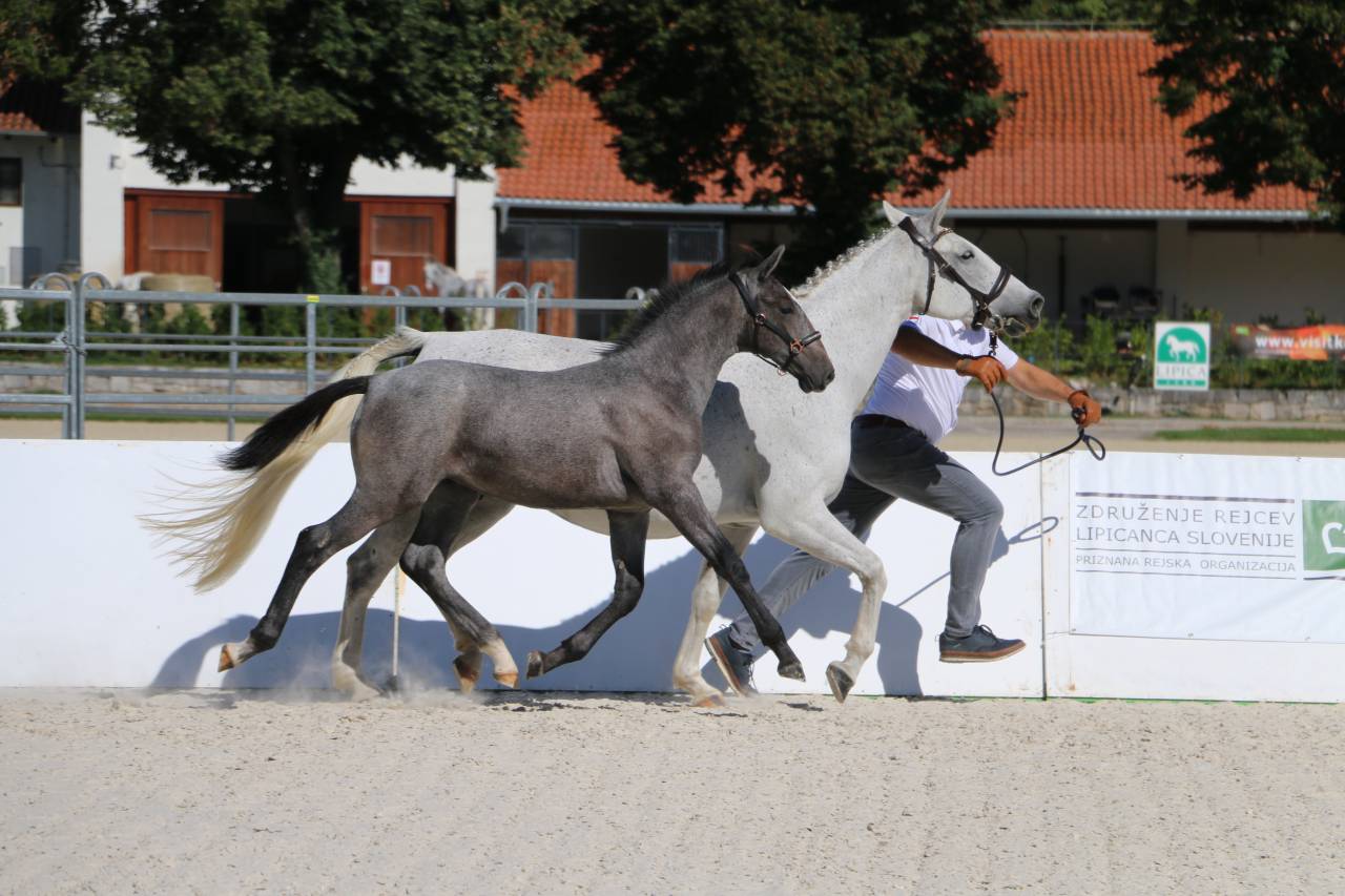 Deux magnifiques poulains Lipizzans &agrave; vendre &ndash; Maestoso