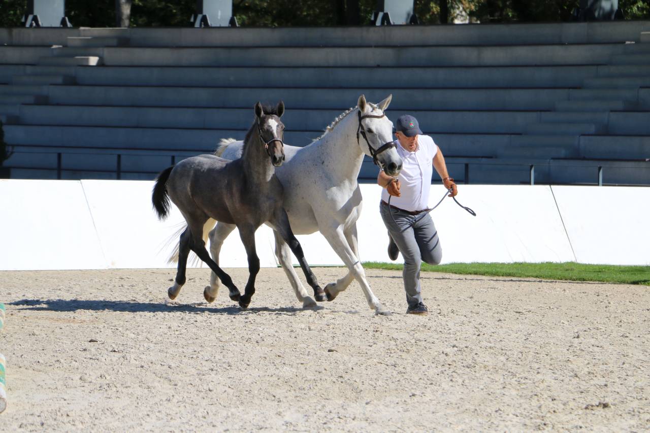 Deux magnifiques poulains Lipizzans &agrave; vendre &ndash; Maestoso