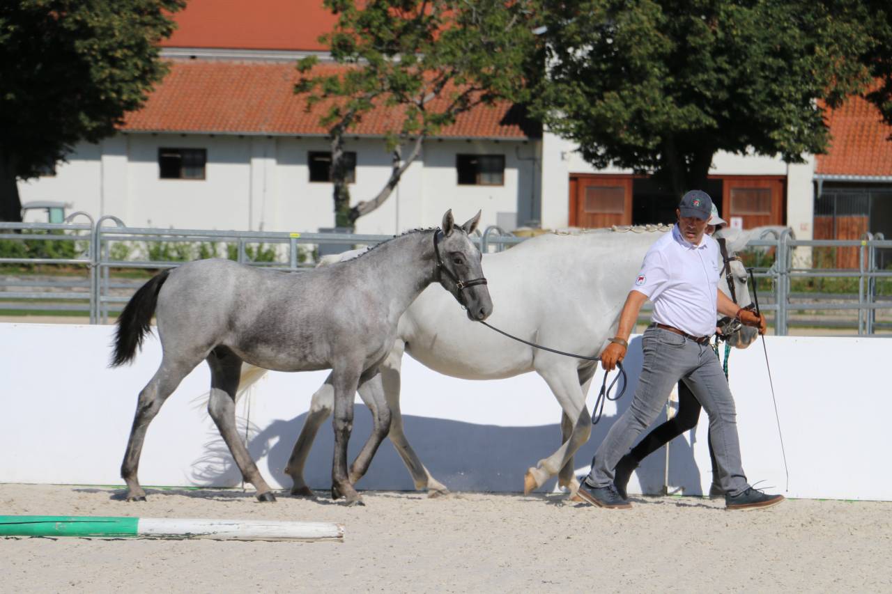 Deux magnifiques poulains Lipizzans &agrave; vendre &ndash; Maestoso
