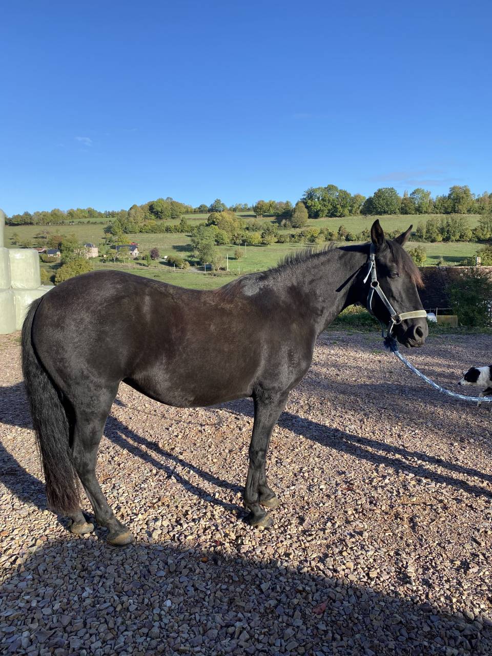 Jument Pure Race Espagnole (PR&Eacute;) noire - 15 ans - 