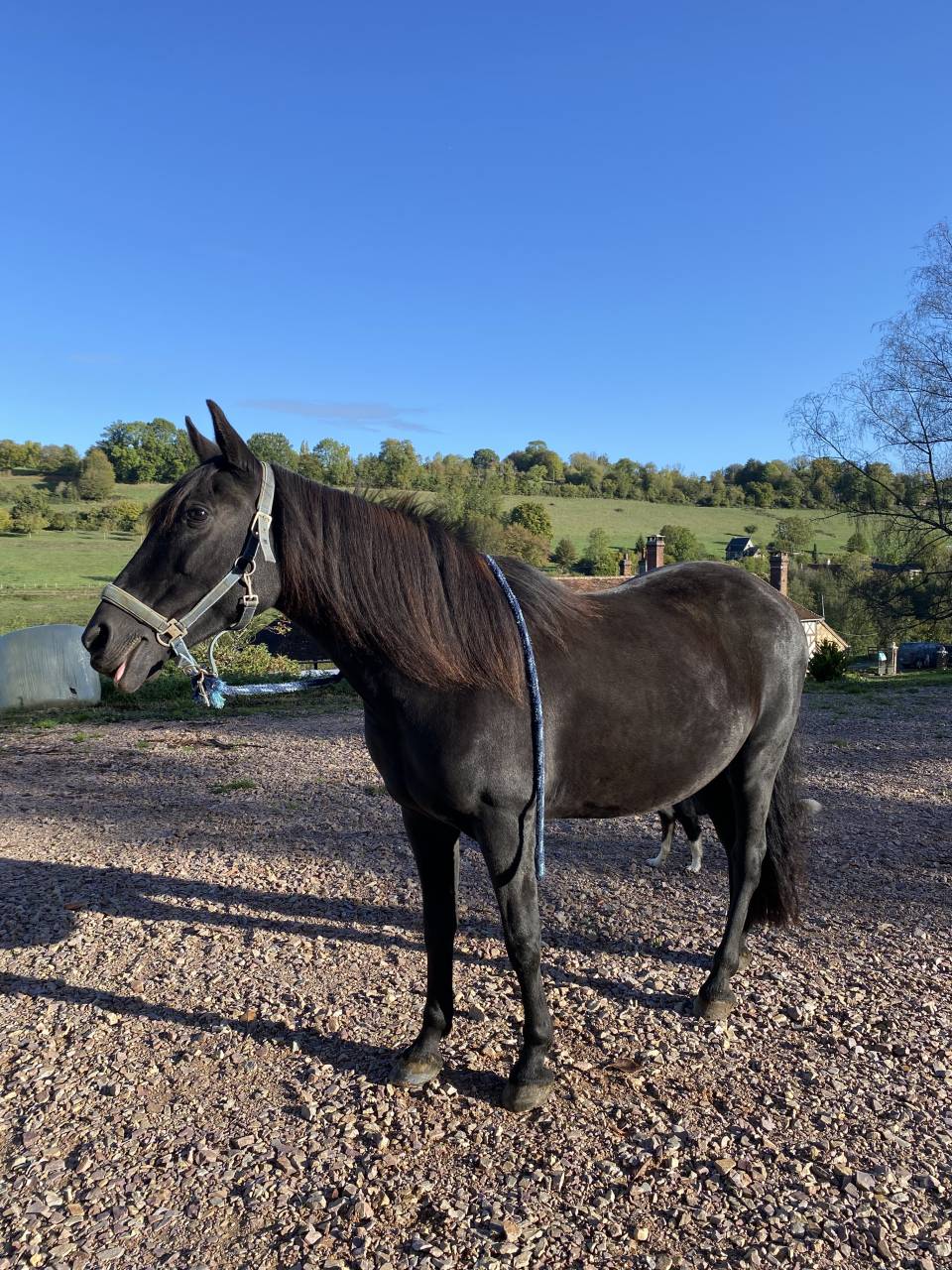 Jument Pure Race Espagnole (PR&Eacute;) noire - 15 ans - 