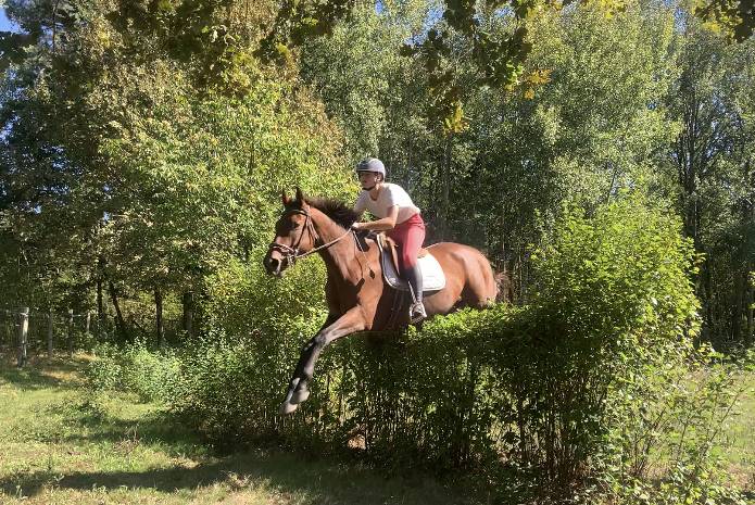 Hongre  anglo arabe 10 ans