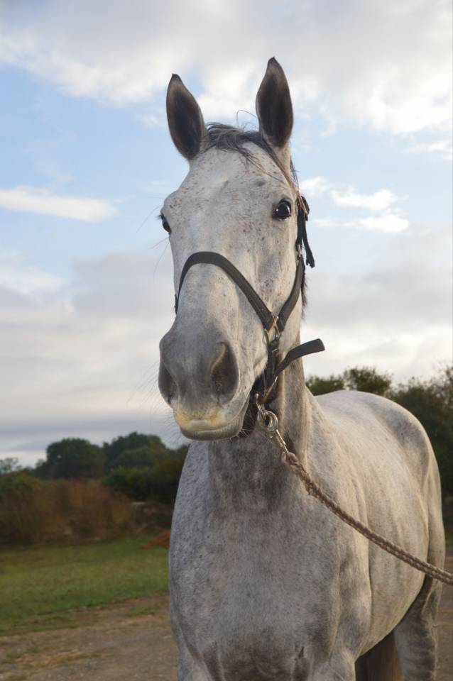 Cheval de 7 ans id&eacute;al amateur cce/cso