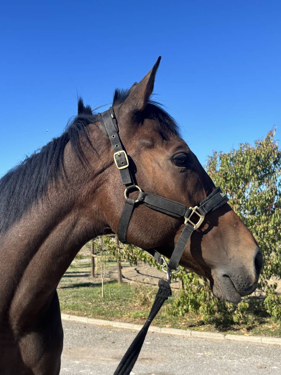 Cheval de 5 ans