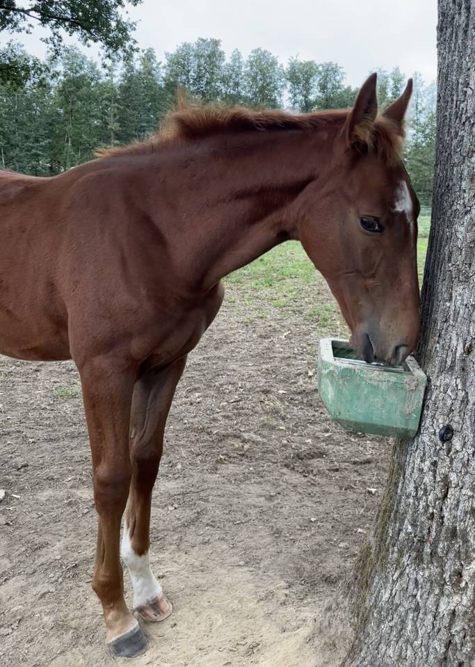 Foal SF &agrave; r&eacute;server 