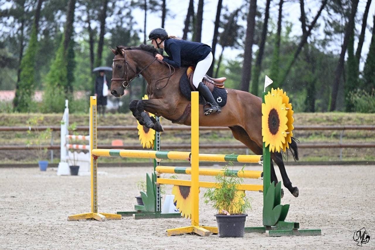 Hongre de 9 ans SF