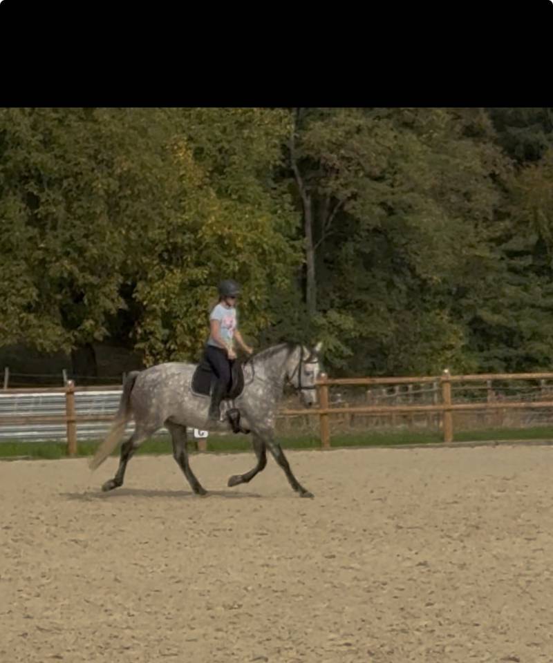Cheval PR&Eacute; &agrave; vendre