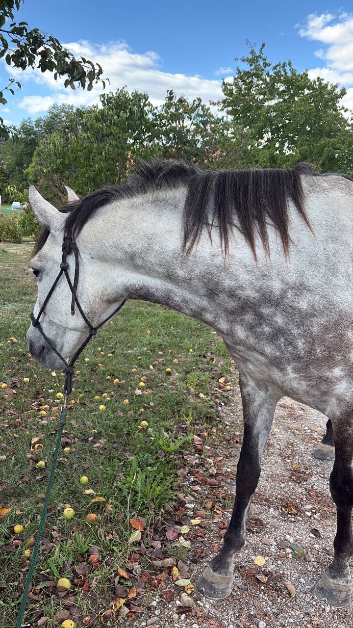 Cheval PR&Eacute; &agrave; vendre