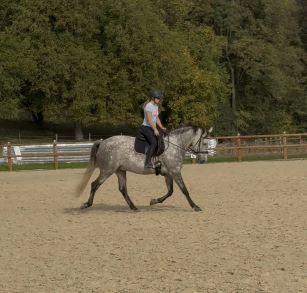 Cheval PR&Eacute; &agrave; vendre