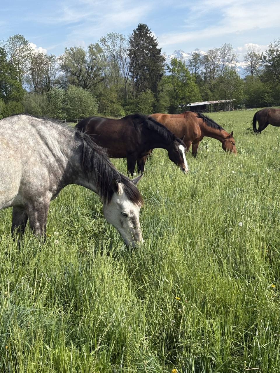 Cheval PR&Eacute; &agrave; vendre