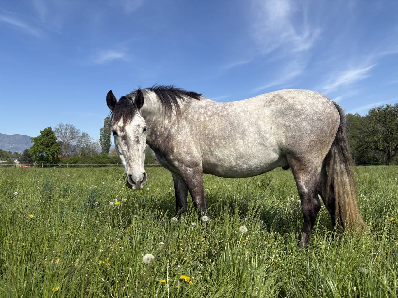 Cheval PR&Eacute; &agrave; vendre