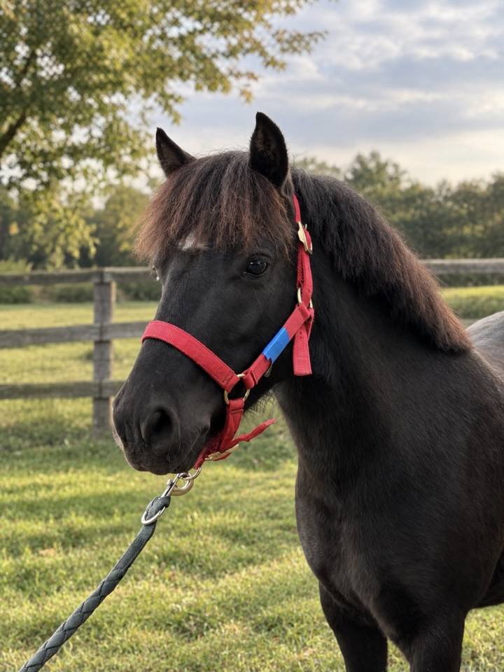 MOSCOU DES FORGED - Poney &agrave; vendre 