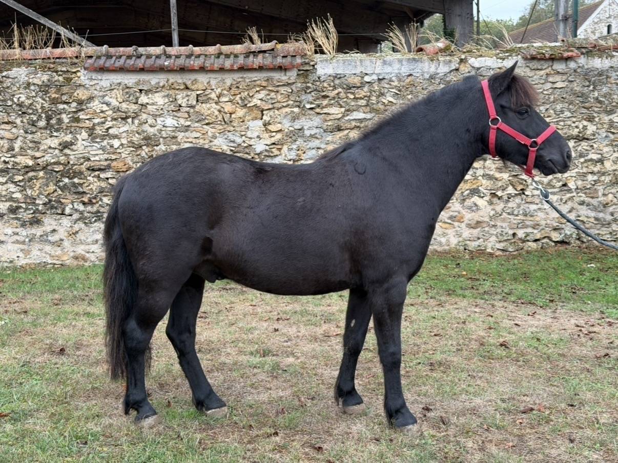 MOSCOU DES FORGED - Poney &agrave; vendre 