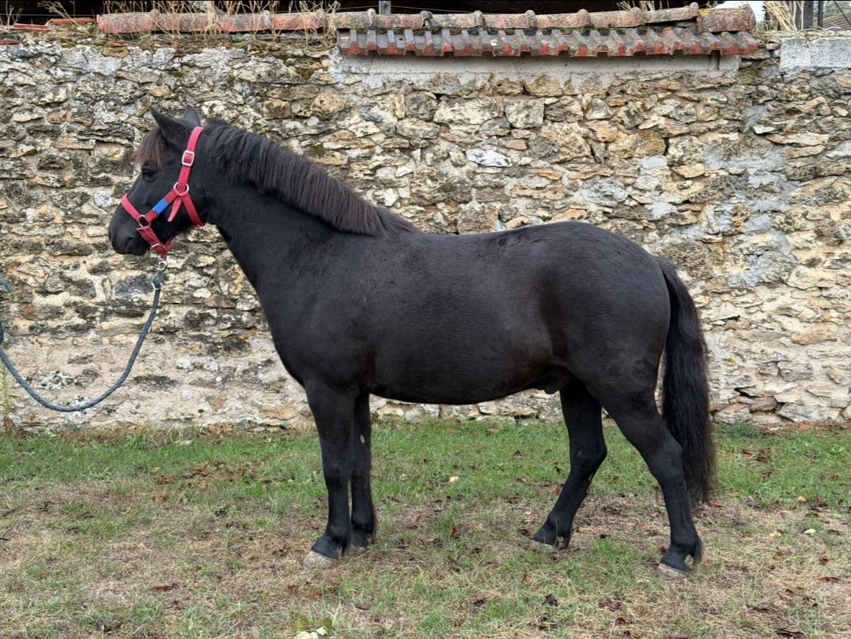 MOSCOU DES FORGED - Poney &agrave; vendre 