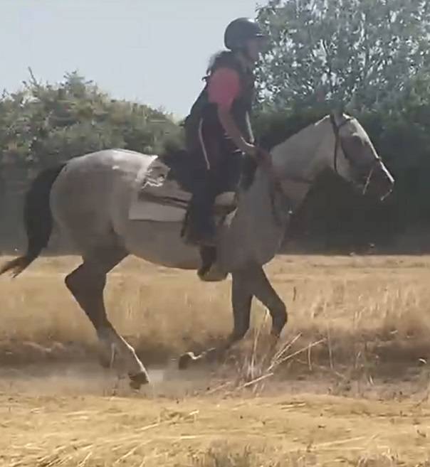 Jument Pur Sang 4 ans