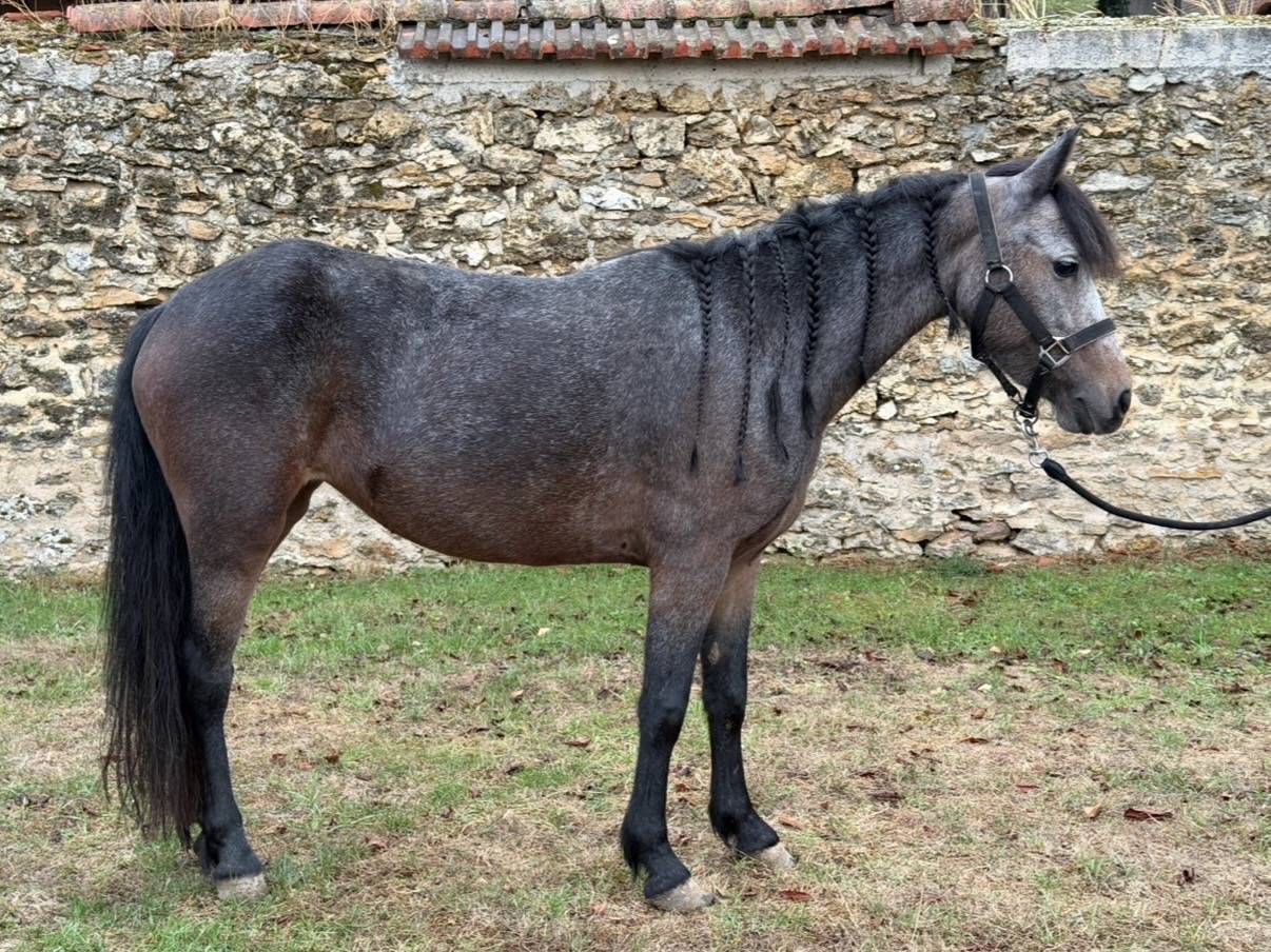 H&Eacute;RO&Iuml;NE ST GERMAIN - Poney &agrave; vendre 