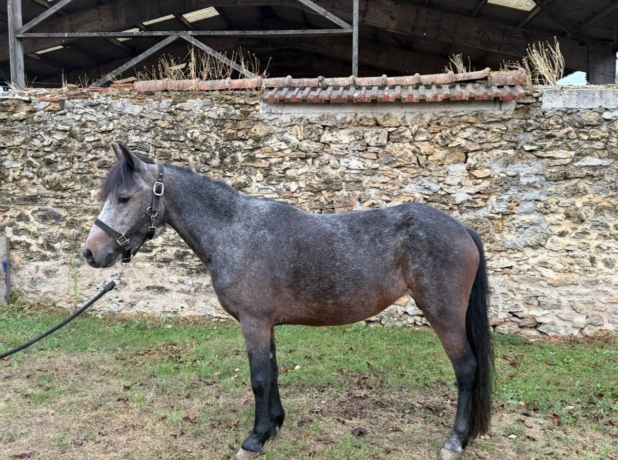 H&Eacute;RO&Iuml;NE ST GERMAIN - Poney &agrave; vendre 