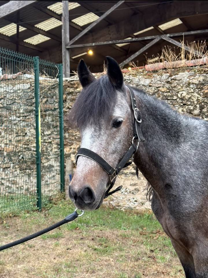 H&Eacute;RO&Iuml;NE ST GERMAIN - Poney &agrave; vendre 