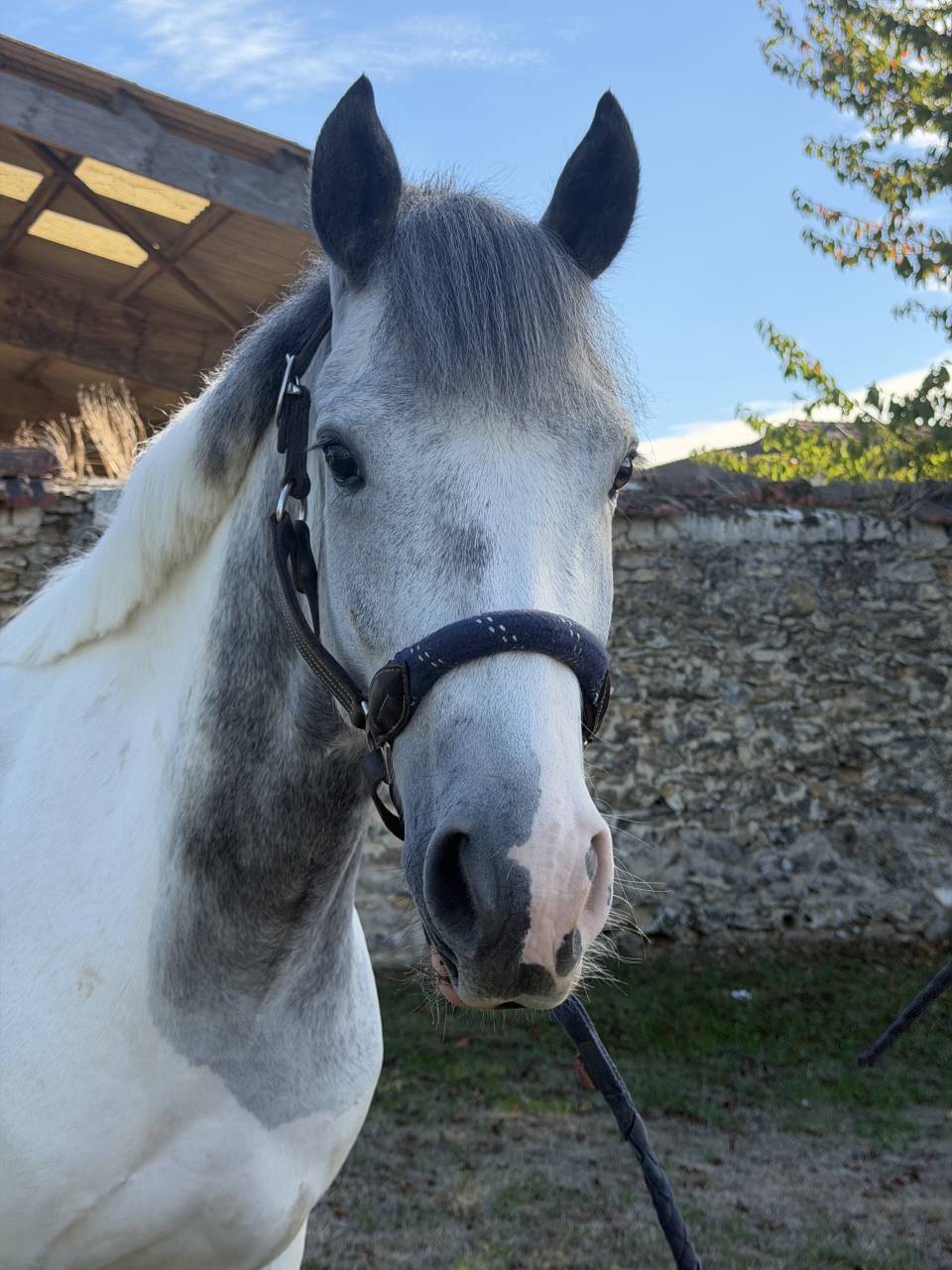MINHO DELPHINIERE - Poney &agrave; vendre 