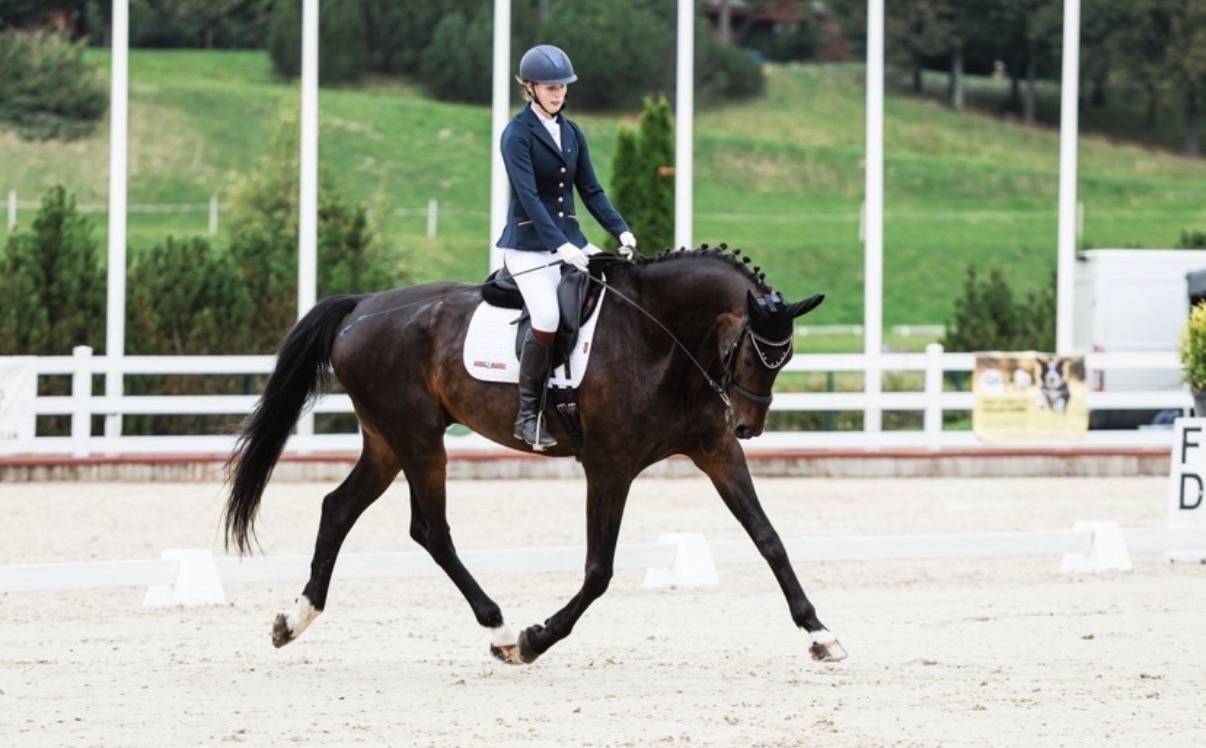 Stunning Dressage Horse with Exceptional Movements