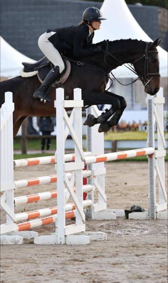 Cheval &agrave; vendre anglo arabe de 7 ans
