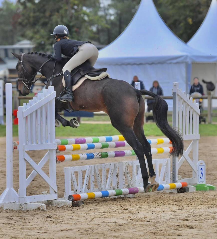 Cheval &agrave; vendre anglo arabe de 7 ans