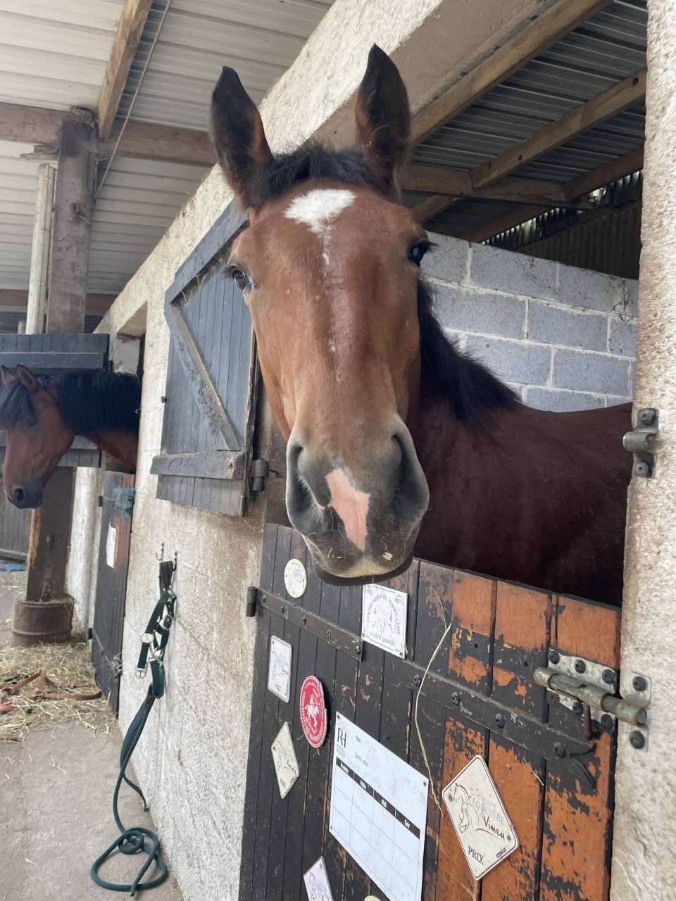 Cheval boulonais 