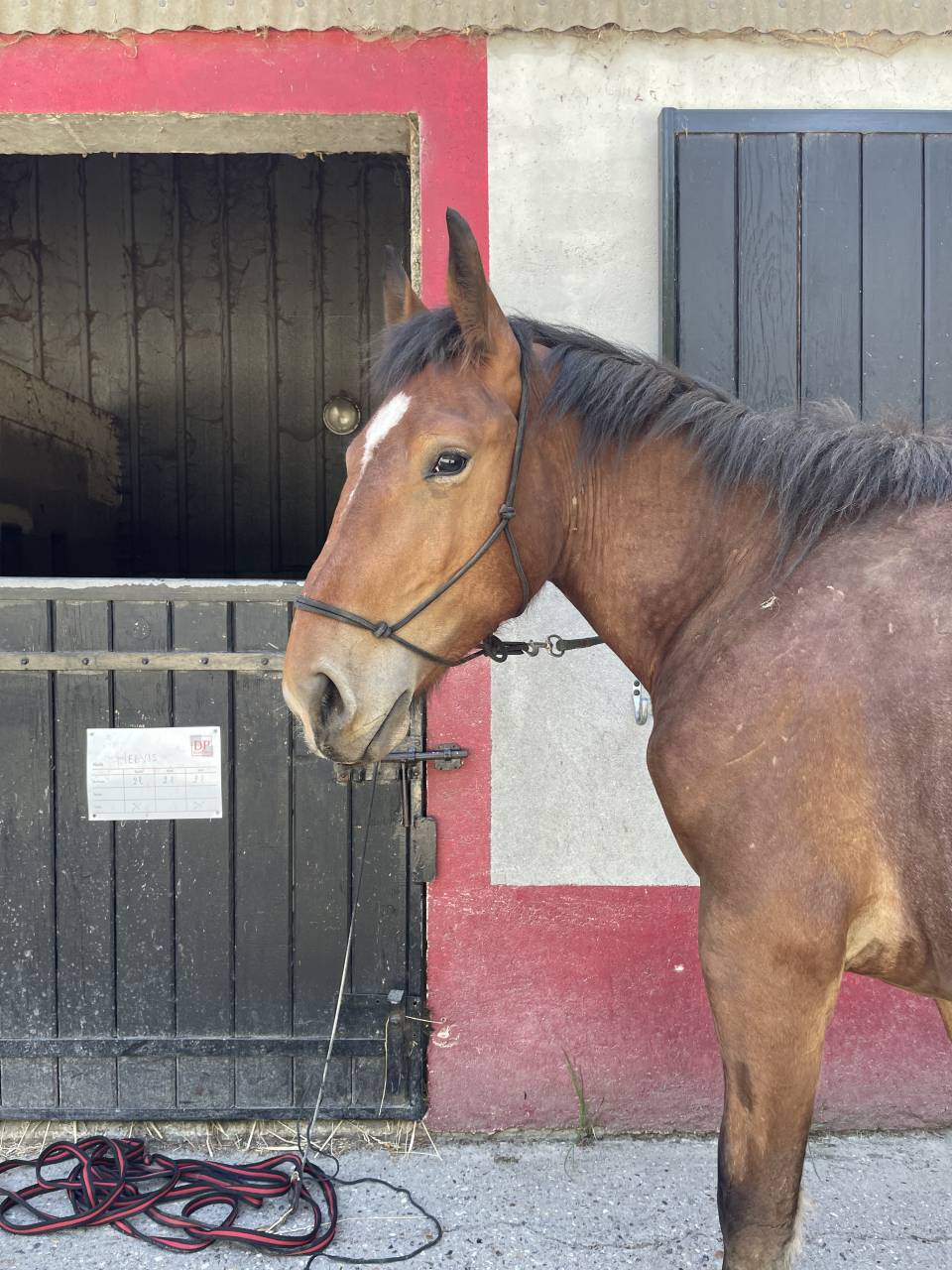 Cheval boulonais 