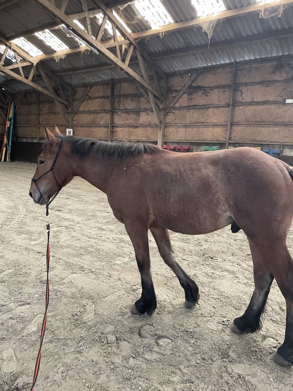 Cheval boulonais 