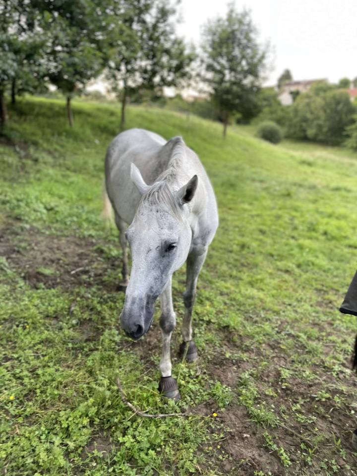Cheval hongre 