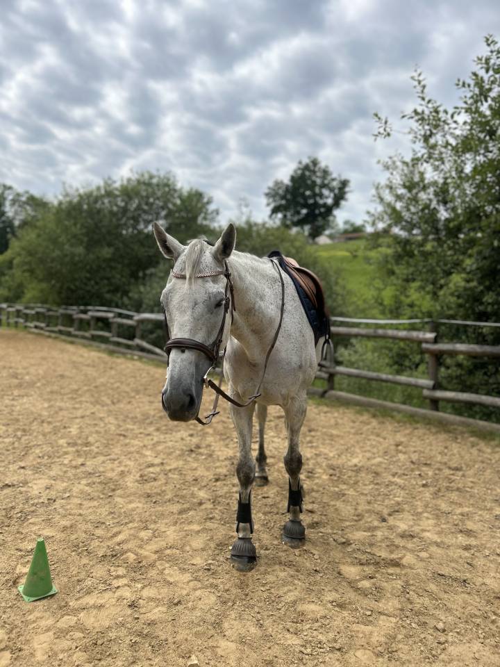 Cheval hongre 