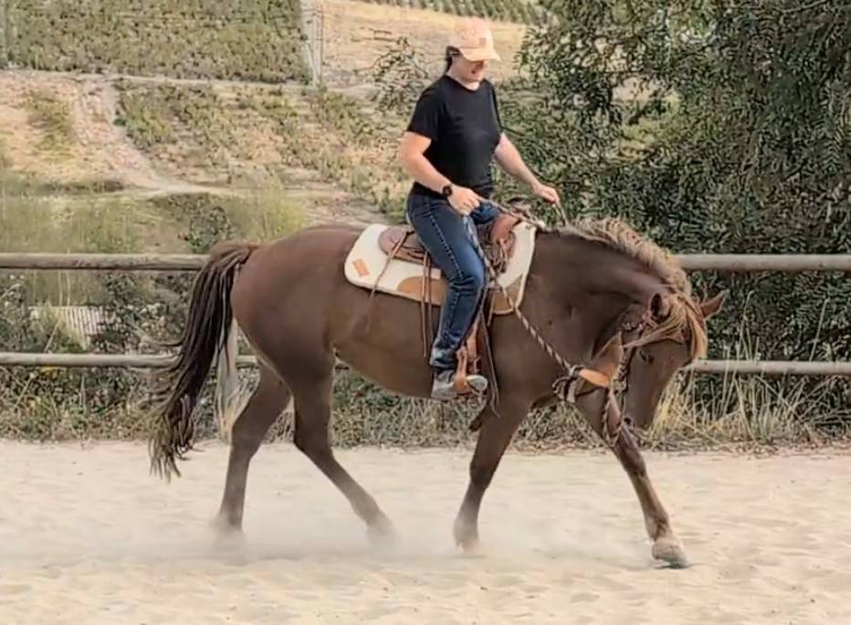 Jument OC 4 ans id&eacute;ale loisirs western TREC etc