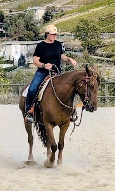 Jument OC 4 ans id&eacute;ale loisirs western TREC etc