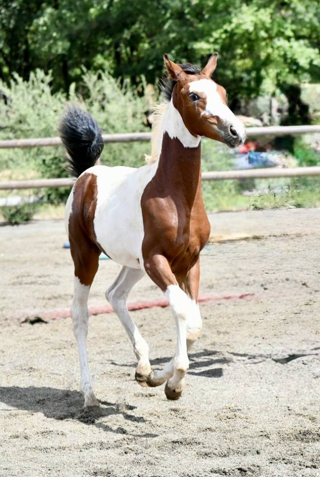 Pouliche pie beau papier sport 