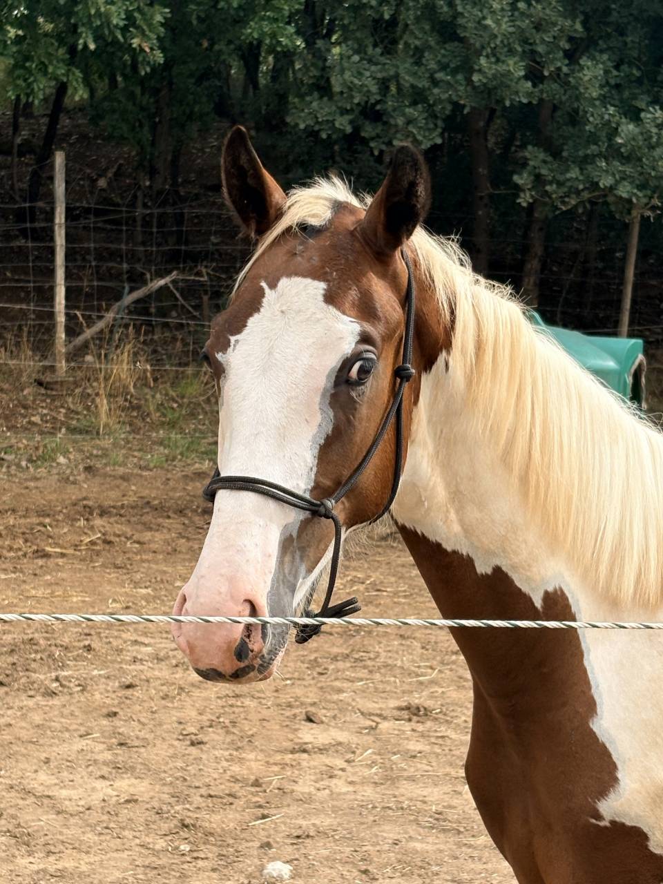 Entier pie homozygote SF