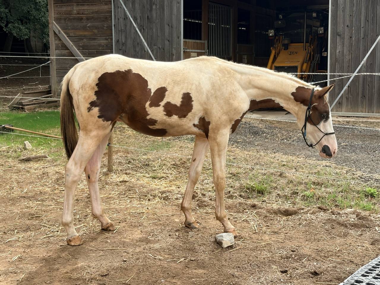 Entier pie homozygote SF