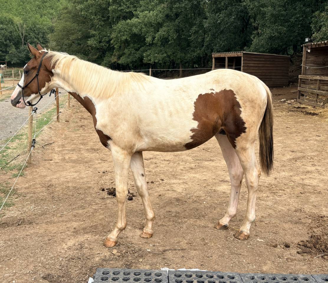 Entier pie homozygote SF